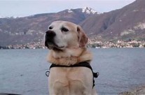 Dog Food Reviews – What’s So Good About Them? <p></p>